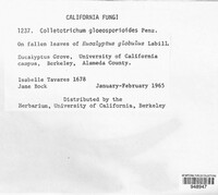 Colletotrichum gloeosporioides image